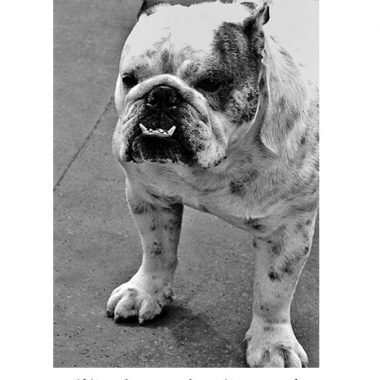 AI-118 Black and White dog apology Card