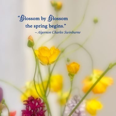 Blossom by blossom get well