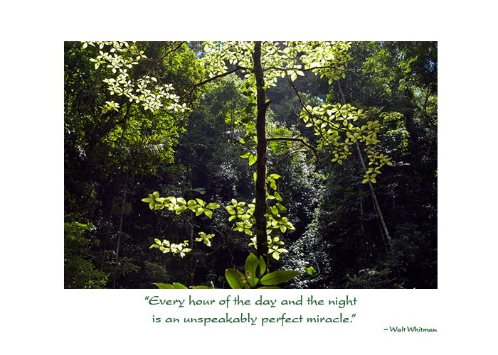 Perfect miracle Whitman birthday - Image 2