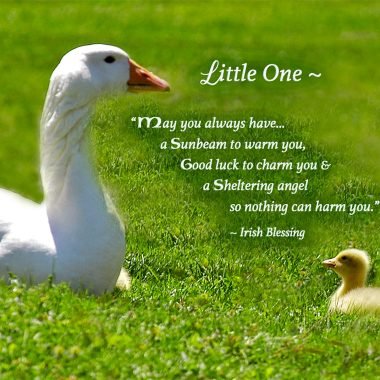 Sheltering angel new baby card