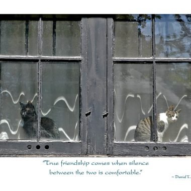 Silence is comfortable friendship card