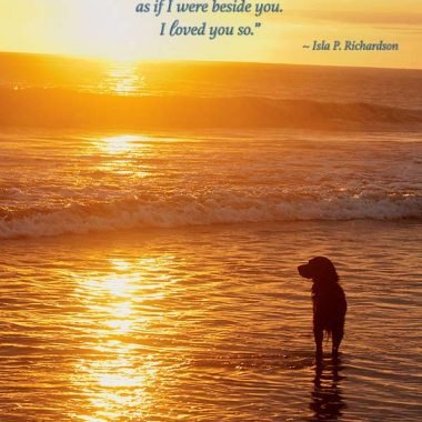 Sunset dog sympathy card