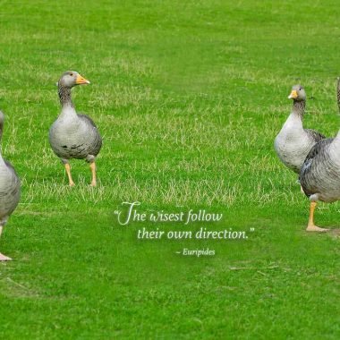 Lost geese goodbye card