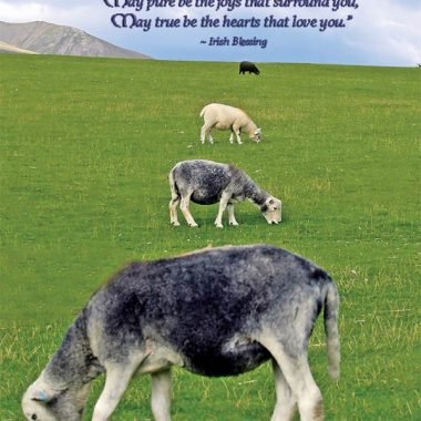 Four sheep irish birthday card