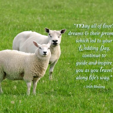 Sheep anniversary card