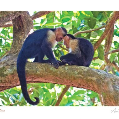 BL-120 Monkeys in Tree