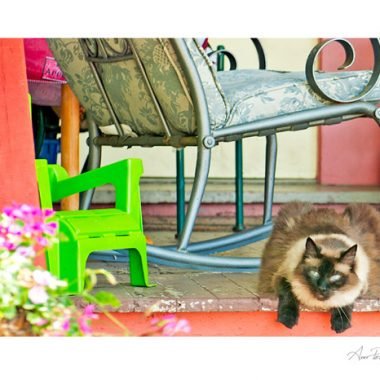 Cat on Porch card