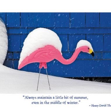 Winter pink flamingo card