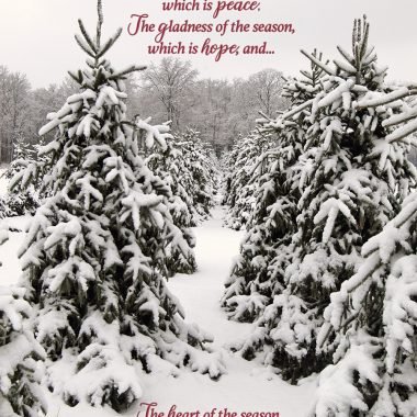 Winter Christmas trees card