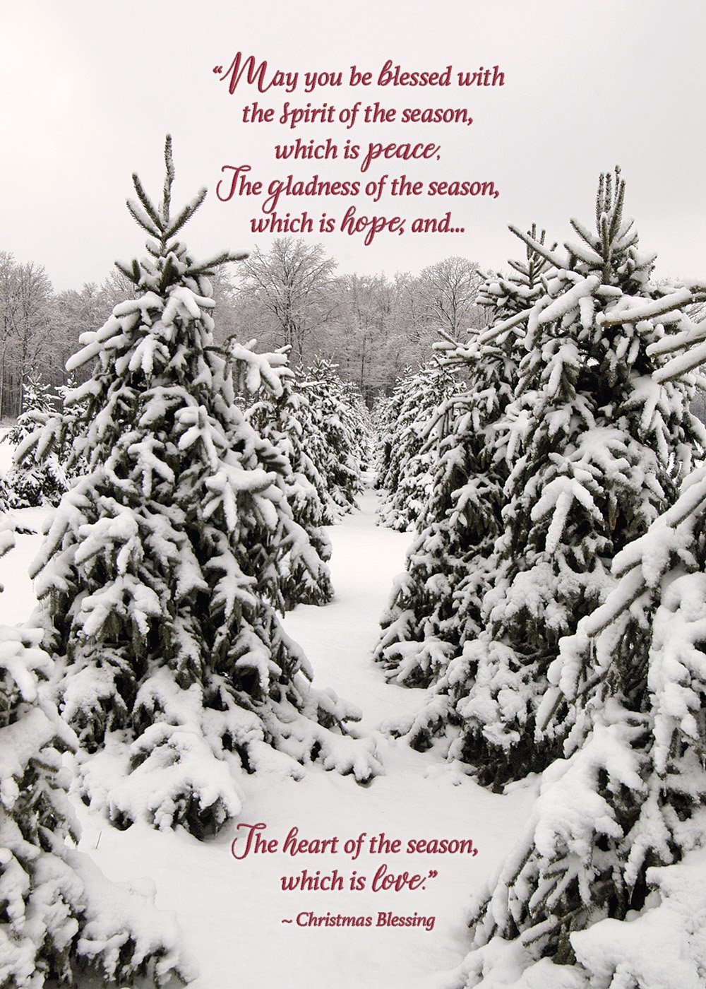 Winter Christmas trees card