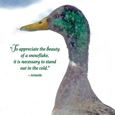 Winter duck Christmas card