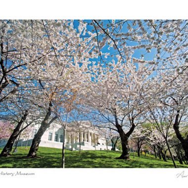 2 Buffalo History Museum in Spring