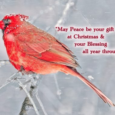 Winter cardinal christmas card