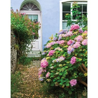 Path lined with beauty card