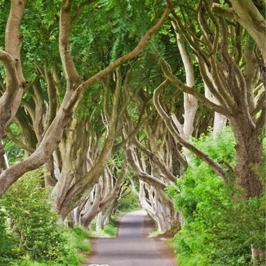 Dark Hedges birthday card