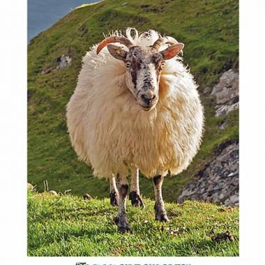irish sheep birthday card
