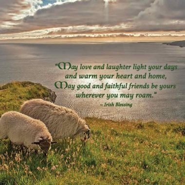 Coastal sheep friendship card