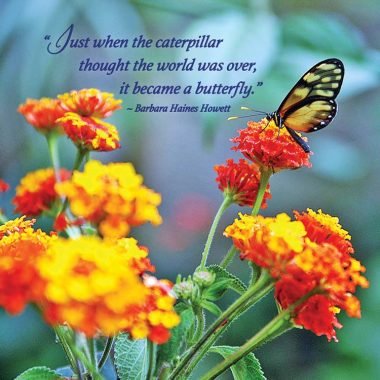 Butterfly thinking of you card