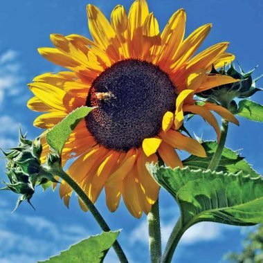Napa Sunflower Birthday card