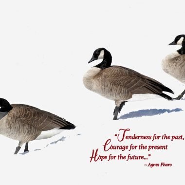 Canada geese Christmas card