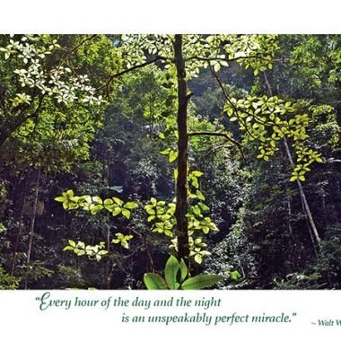 Perfect-miracle-Whitman-birthday card