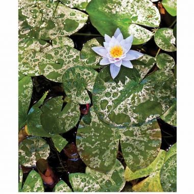 Gratitude thank you card