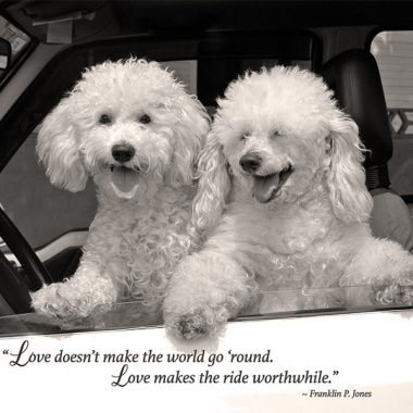 Poodles driving valentines card