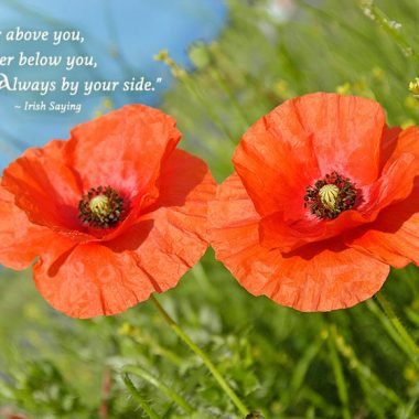 Irish anniversary poppies greeting card