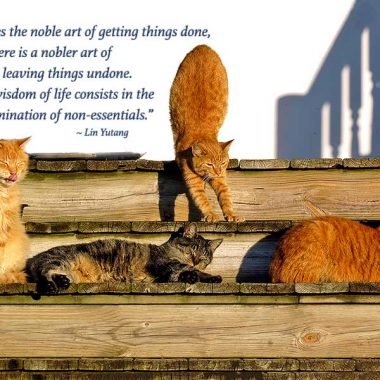 Porch cats birthday card