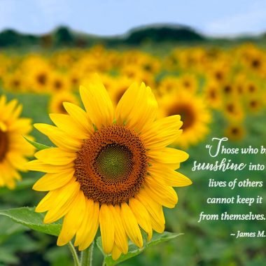 Sunflower field thank you