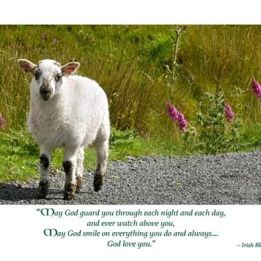 Baby sheep new baby card