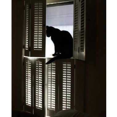 Cat pet sympathy card