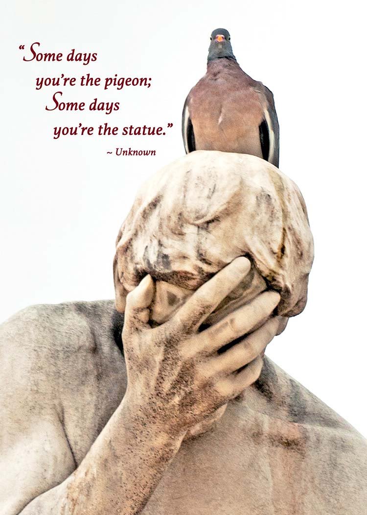 Pigeon and Statue card