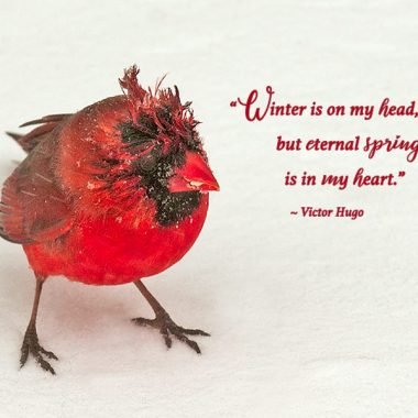 Baby cardinal in winter card