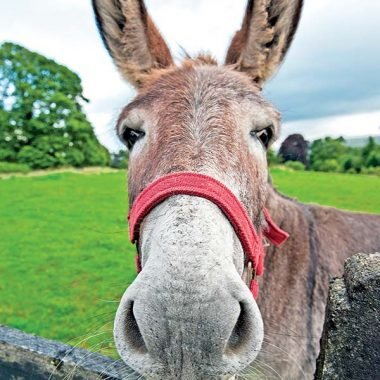 Irish donkey card