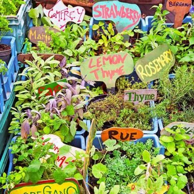 Herb garden greeting card