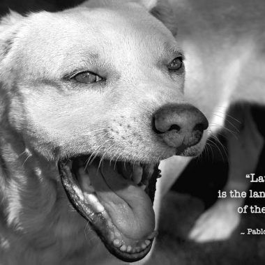 Laughing dog birthday card