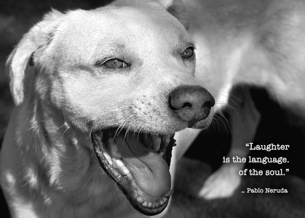 Laughing dog birthday card