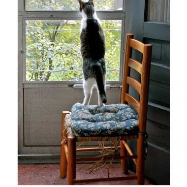 Cat in window sympathy card