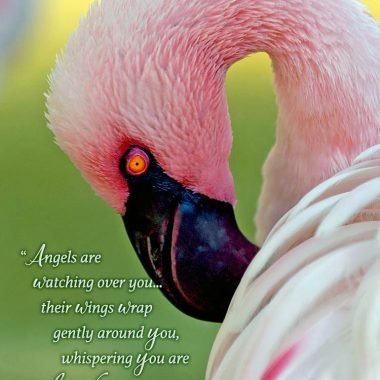 loved and blessed flamingo card