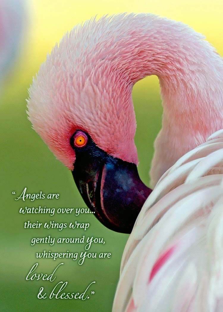 loved and blessed flamingo card