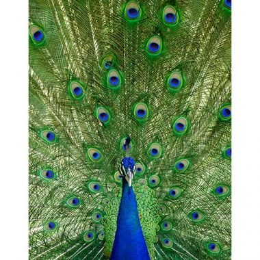 Peacock congratulations card