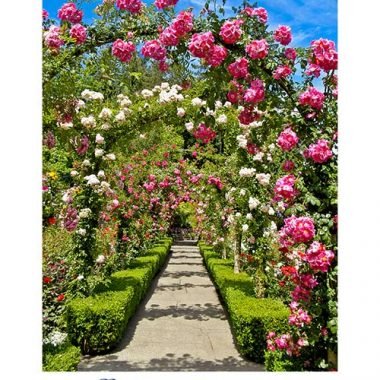 Rose trellis wedding card