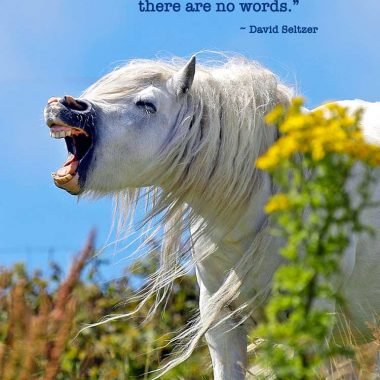 Funny-horse-blank-card