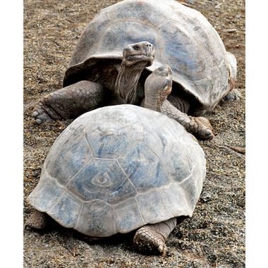 Turtles Friendship Card