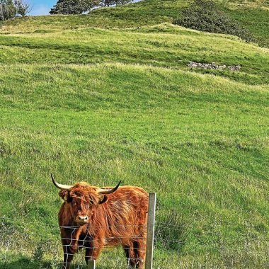 Scottish-Coo-birthday-card